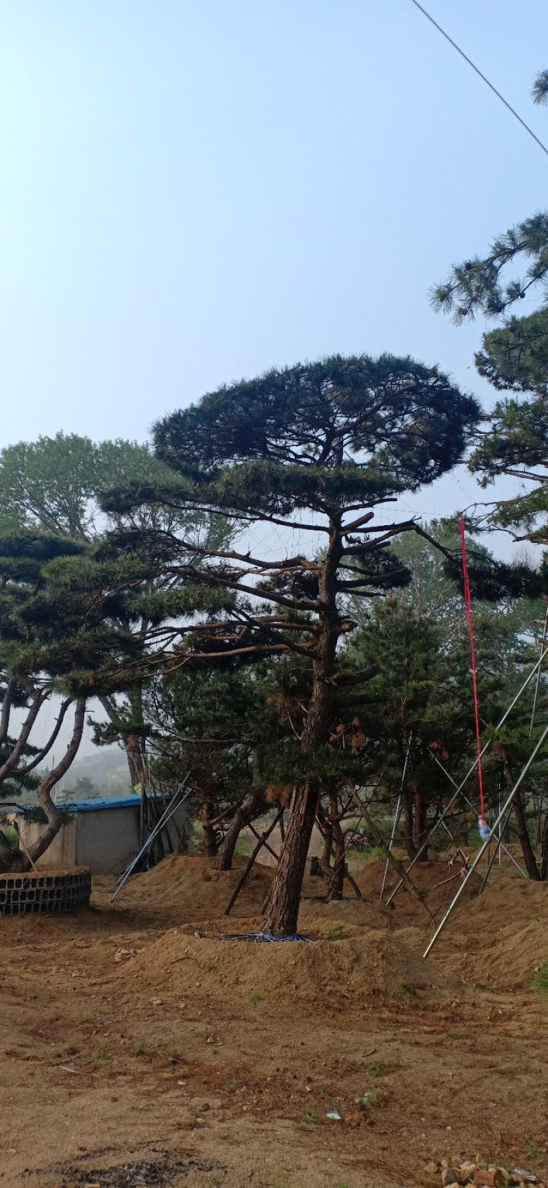 山东绿化苗木，造型油松，景观松，盆景保成活质量保证