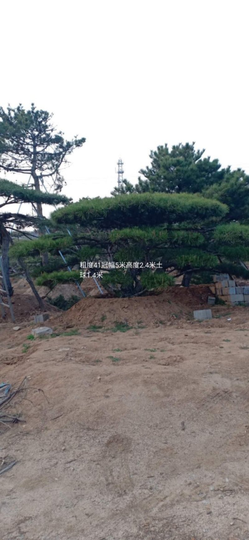 山东绿化苗木，造型油松，景观松，盆景保成活质量保证