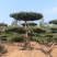 山东绿化苗木，造型油松，景观松，盆景保成活质量保证