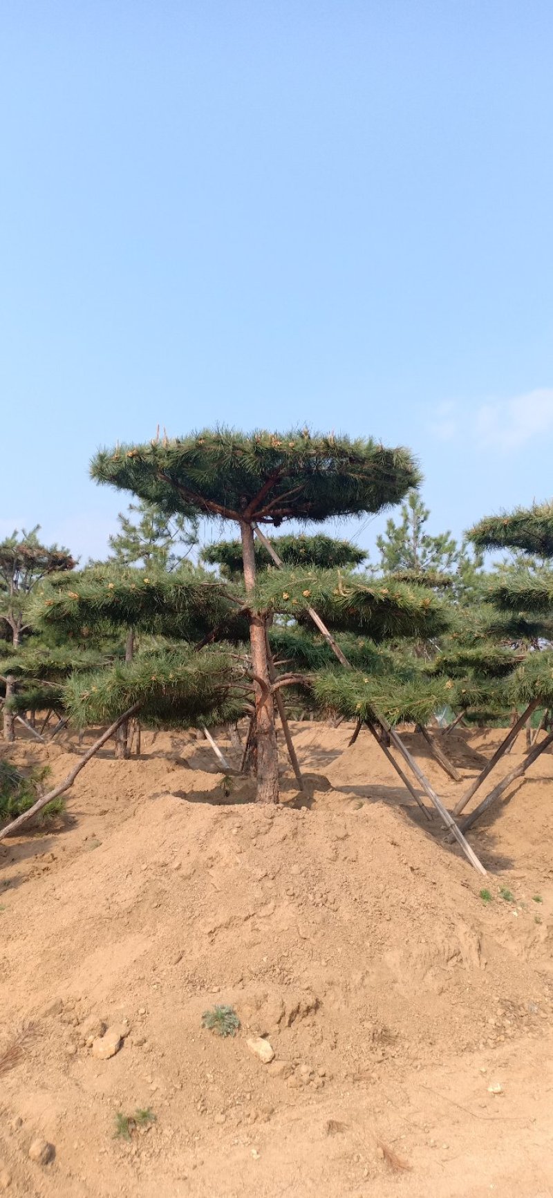 山东绿化苗木，造型油松，景观松，盆景保成活质量保证