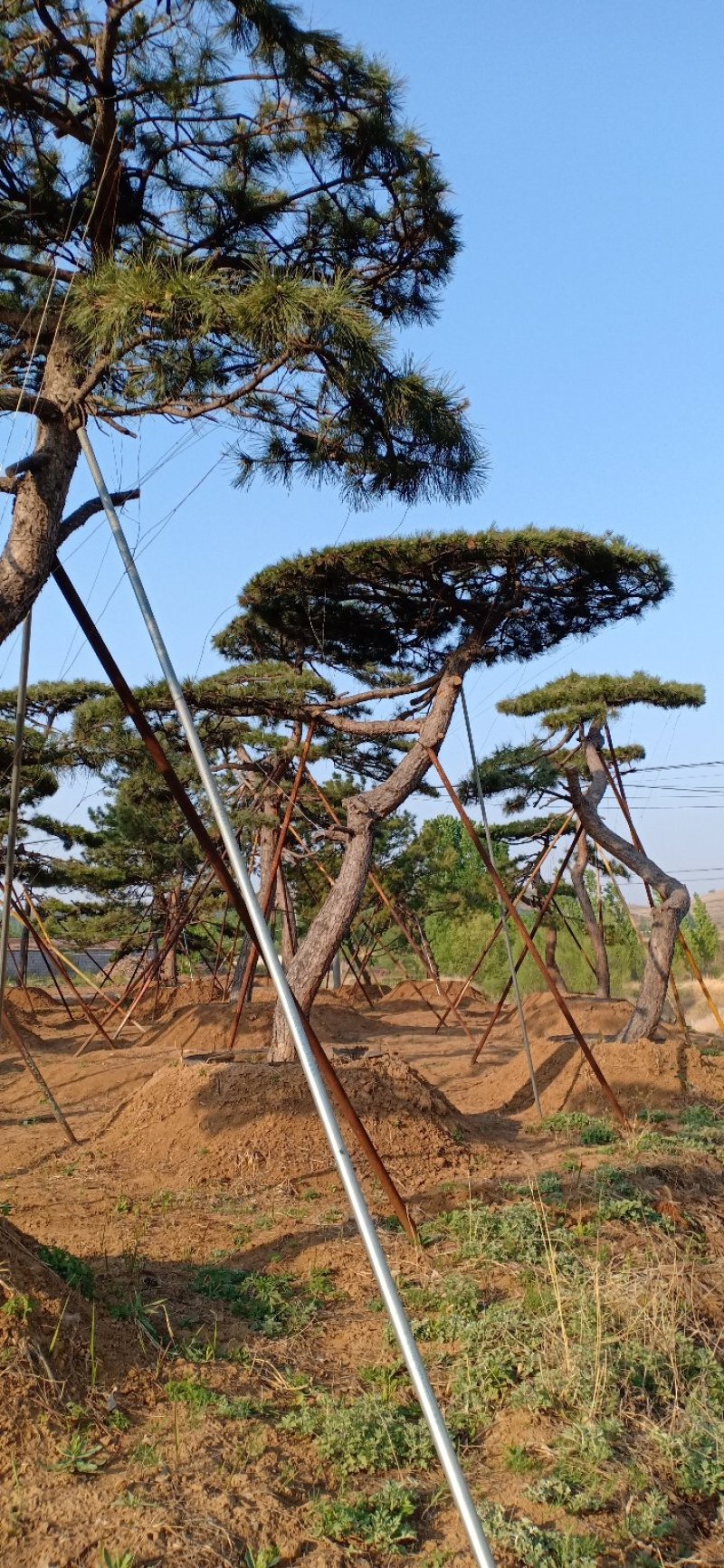 山东绿化苗木，造型油松，景观松，盆景保成活质量保证