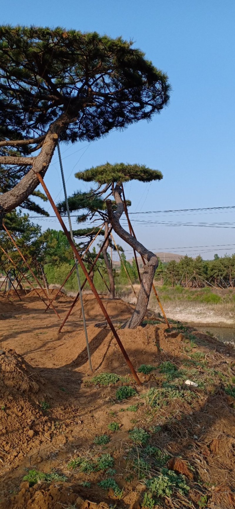 山东绿化苗木，造型油松，景观松，盆景保成活质量保证