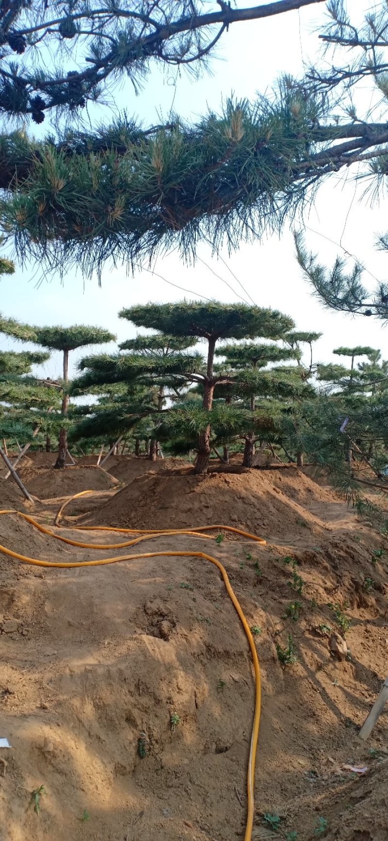 山东绿化苗木，造型油松，景观松，盆景保成活质量保证