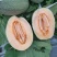 陕西西州蜜/哈密瓜/小蜜25～产地直销，/代发全国……