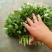 大叶铁杆青香菜20~25厘米以上