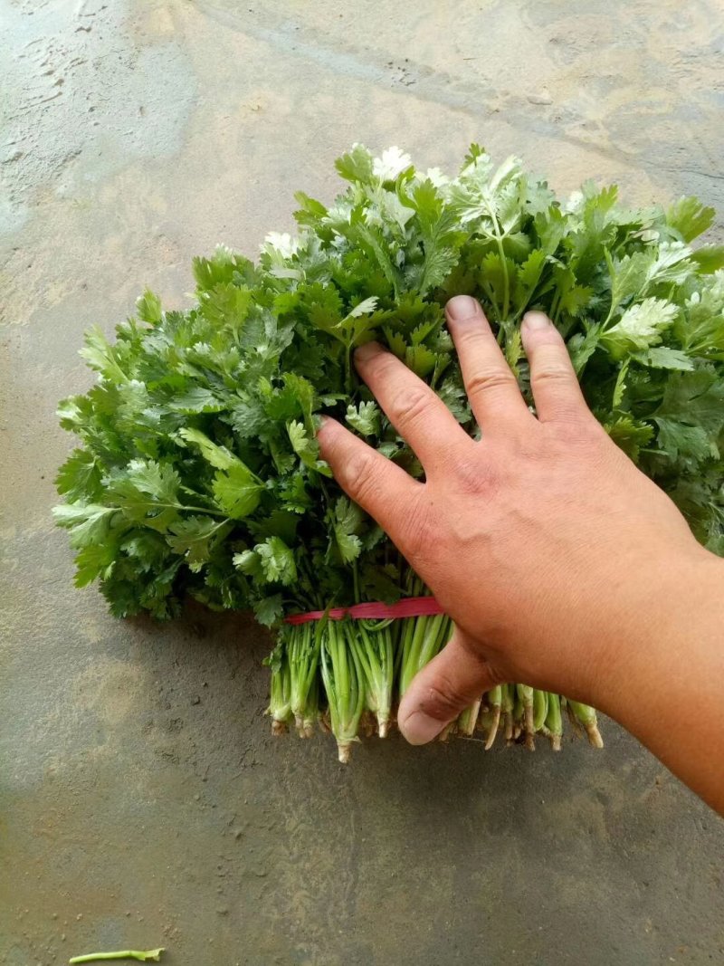 大叶铁杆青香菜20~25厘米以上