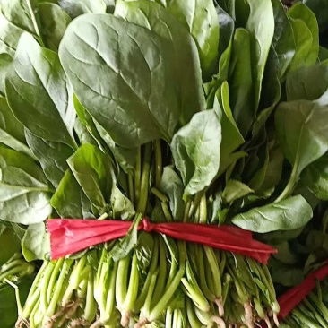 菠菜20~25厘米精品菠菜
