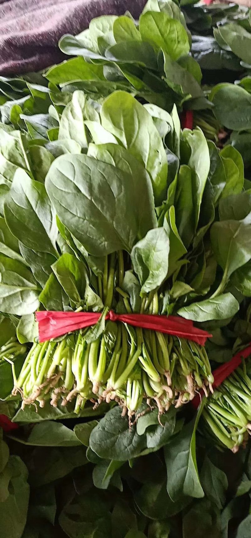 菠菜20~25厘米精品菠菜