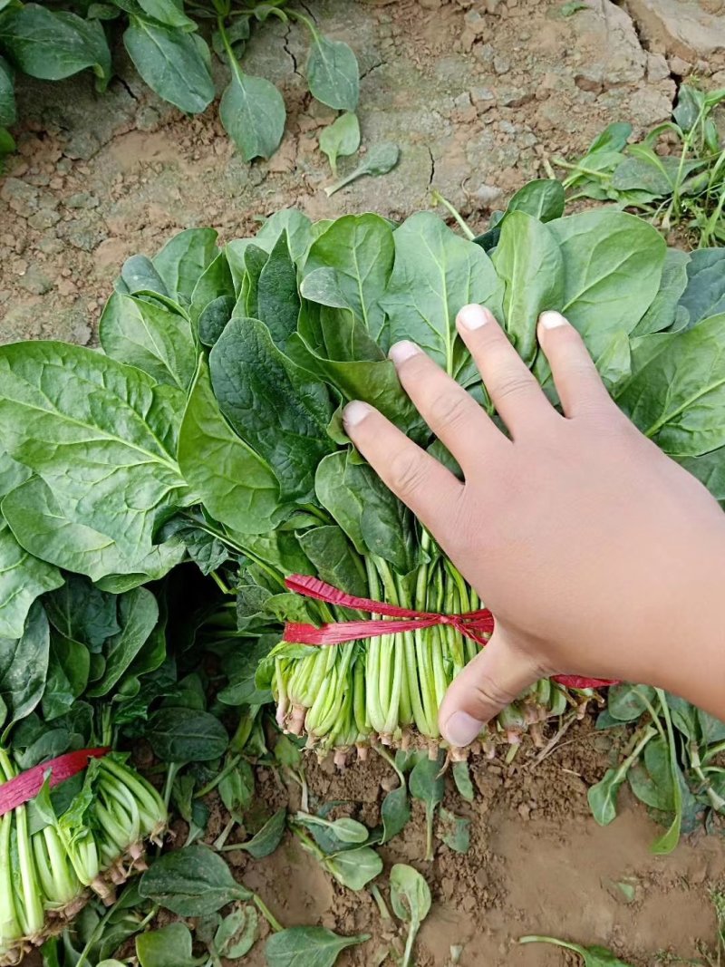 菠菜20~25厘米精品菠菜