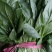 菠菜20~25厘米精品菠菜