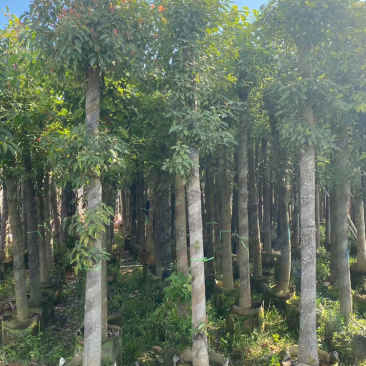 香樟，大量供应香樟5分到40分，光杆和骨架都有