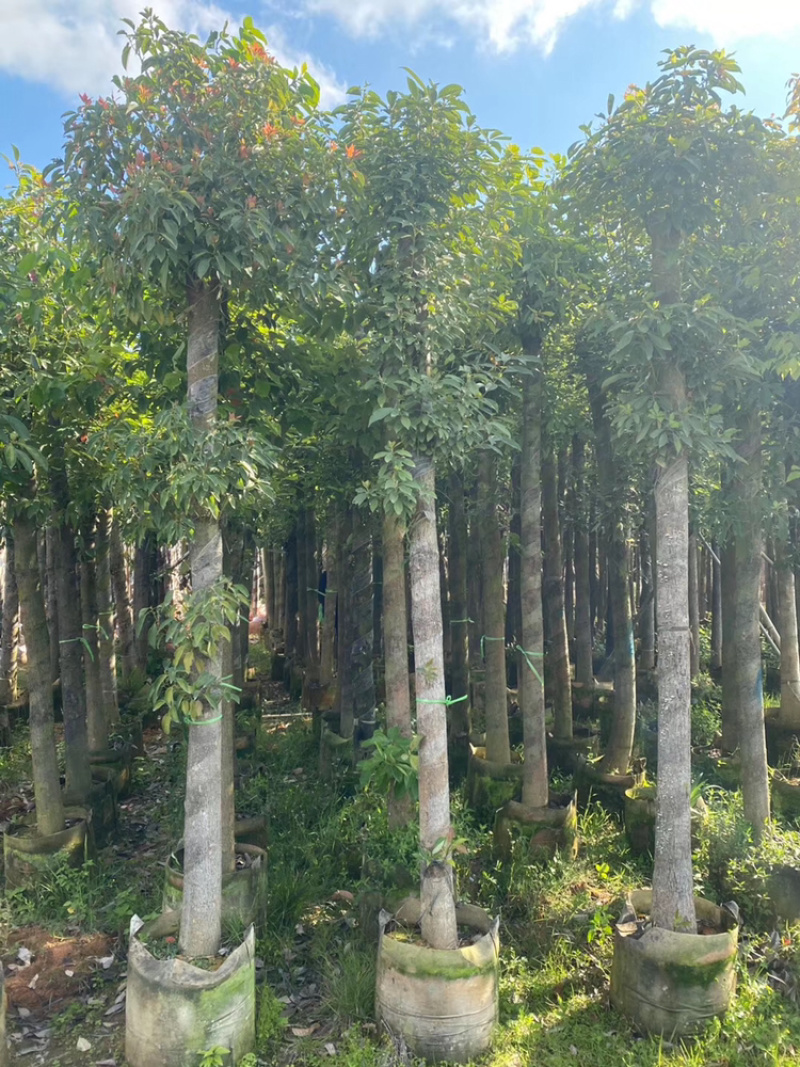 香樟，大量供应香樟5分到40分，光杆和骨架都有