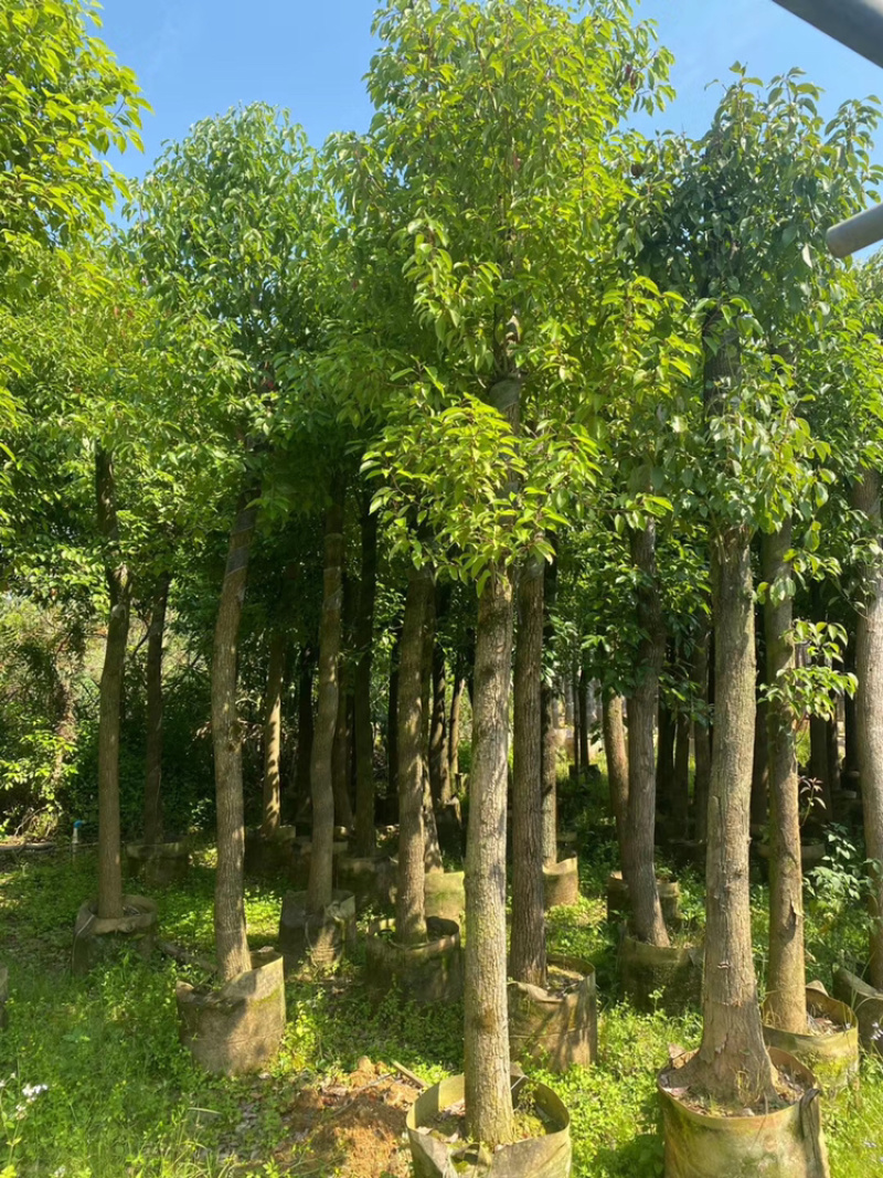香樟，大量供应香樟5分到40分，光杆和骨架都有
