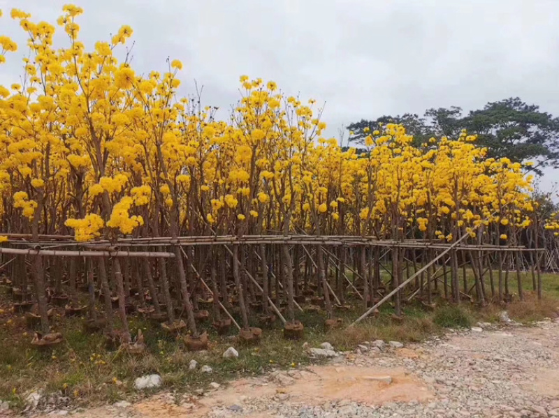 黄花风铃木，大量供应多花和少花，3分到20分光杆和骨架