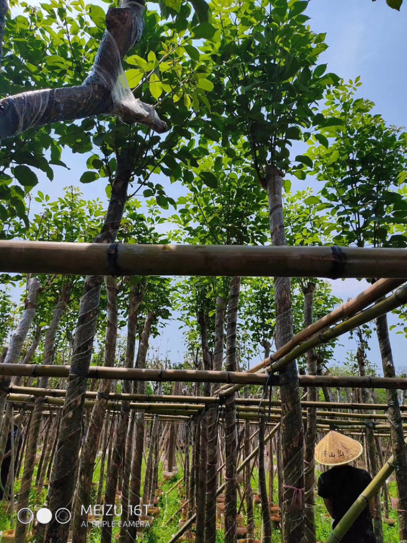 黄花风铃木，大量供应多花和少花，3分到20分光杆和骨架