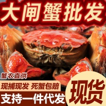 兴化大闸蟹新鲜捕捞小规格尝鲜满黄满膏批发
