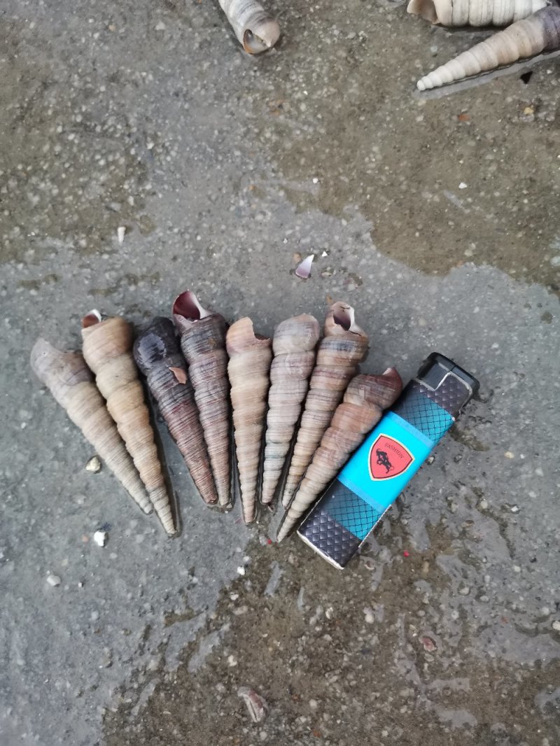 北海本地新鲜大条丁螺