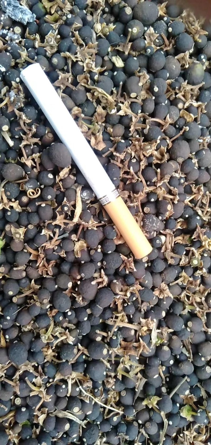 奉节正品脐橙枳实中药材正品脐橙枳实特级无硫量大