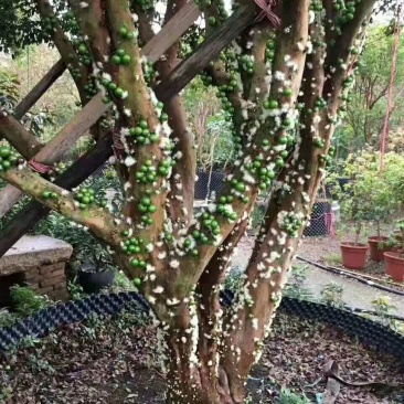 嘉宝果树苗四季早生红妃艾斯卡树葡萄苗正宗台湾新品南北方种