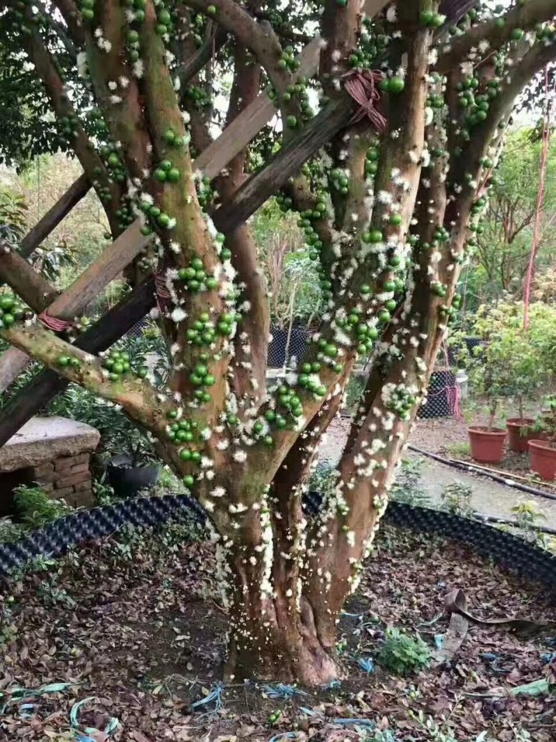 嘉宝果树苗四季早生红妃艾斯卡树葡萄苗正宗台湾新品南北方种