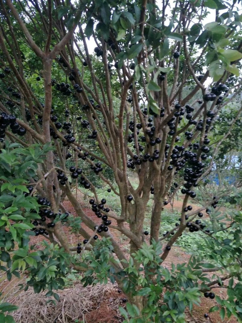 嘉宝果树苗四季早生红妃艾斯卡树葡萄苗正宗台湾新品南北方种
