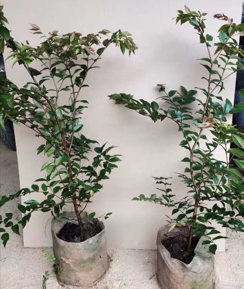 嘉宝果树苗四季早生红妃艾斯卡树葡萄苗正宗台湾新品南北方种