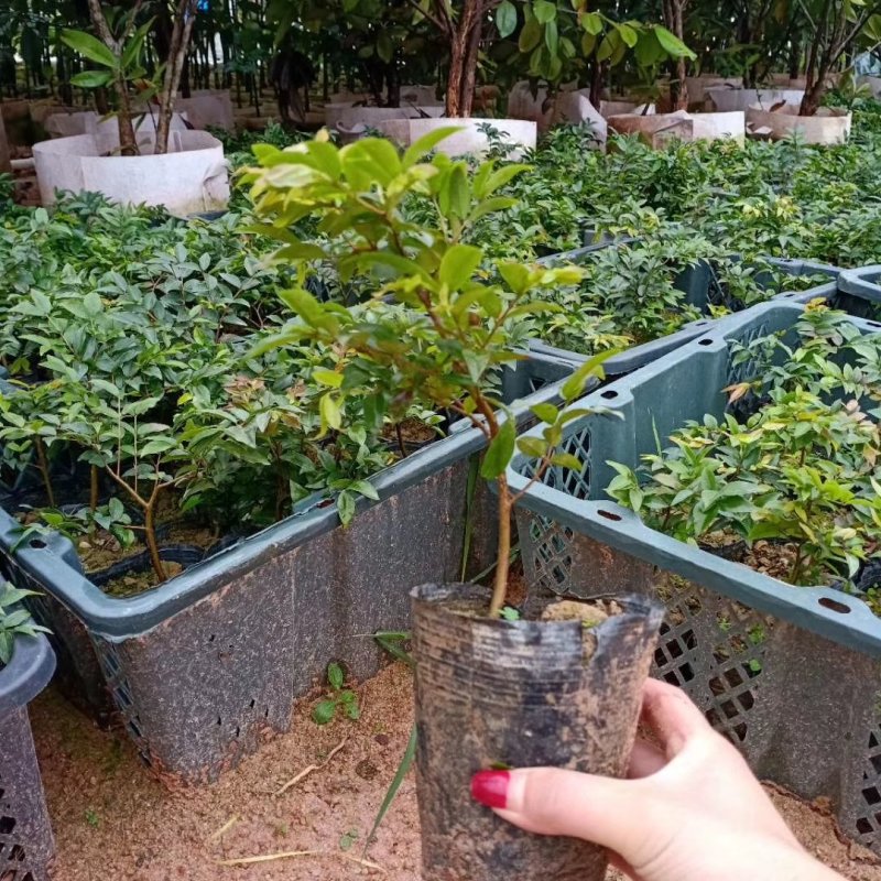 嘉宝果树苗四季早生红妃艾斯卡树葡萄苗正宗台湾新品南北方种