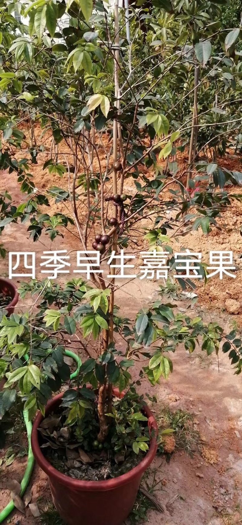 嘉宝果树苗四季早生红妃艾斯卡树葡萄苗正宗台湾新品南北方种