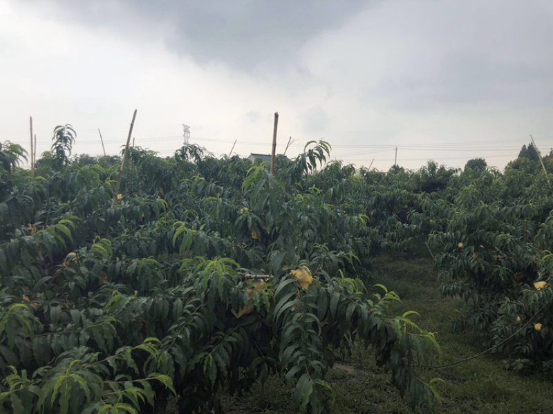 无锡阳山水蜜桃可视频看货产地直供支持线上保障交易