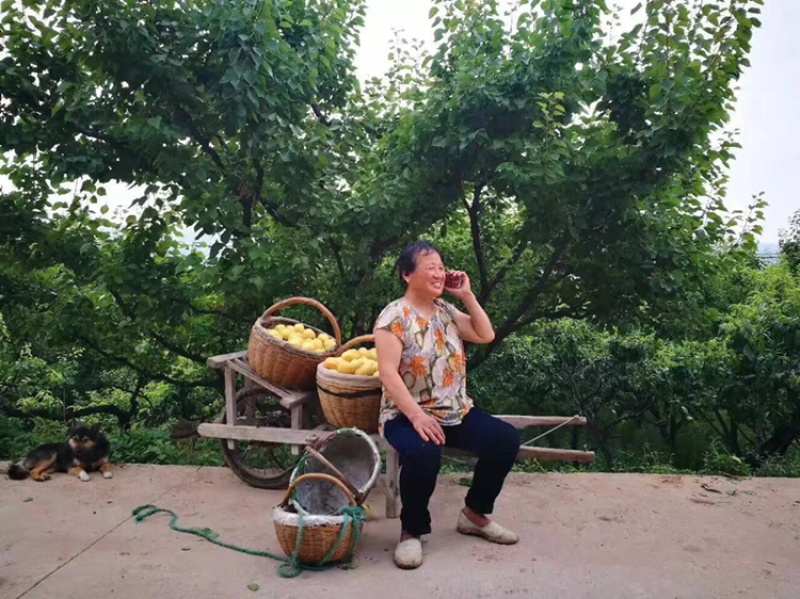 陕西大银杏果大肉厚香甜多汁一件代发