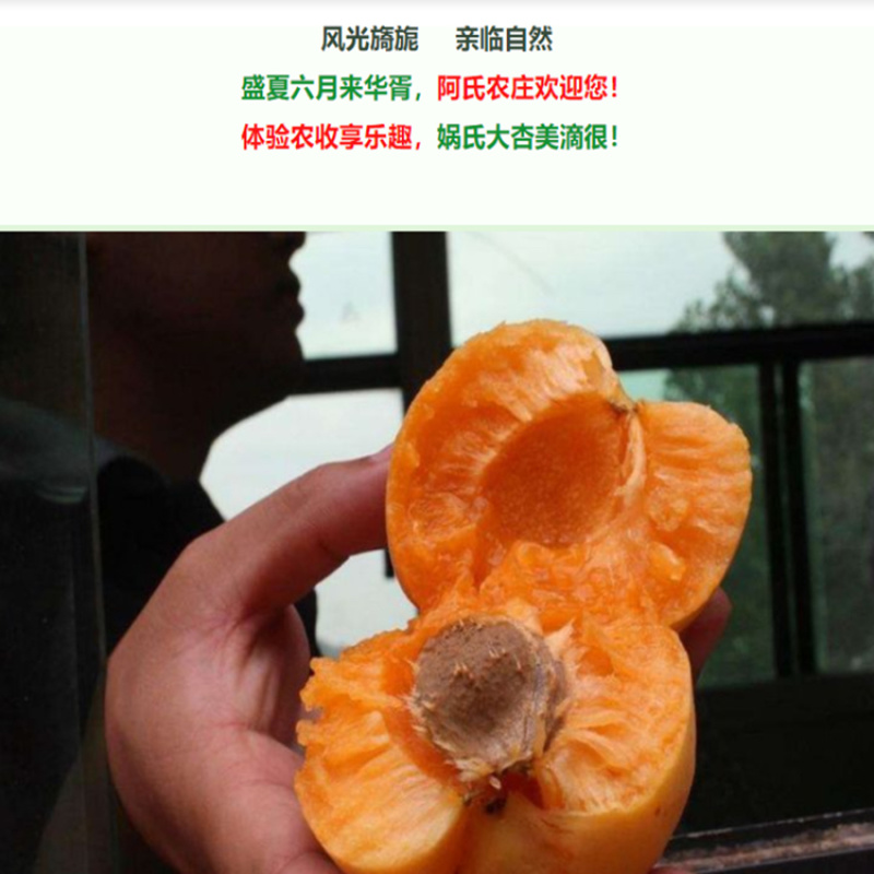 陕西大银杏果大肉厚香甜多汁一件代发
