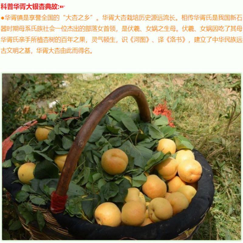 陕西大银杏果大肉厚香甜多汁一件代发