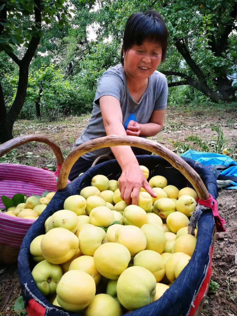 陕西大银杏果大肉厚香甜多汁一件代发