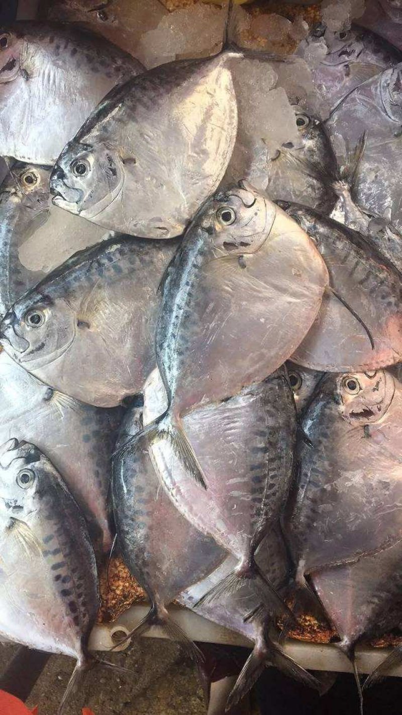 皮刀鱼，是现在批发市场最畅销的品种之一