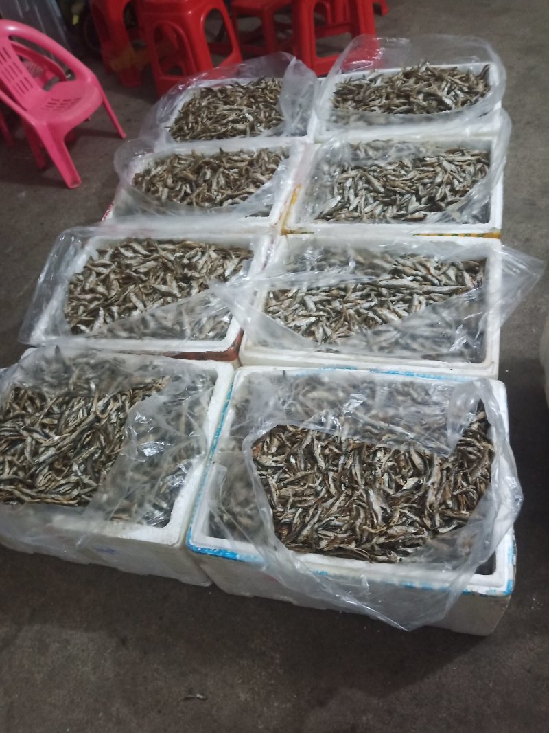 鱼干