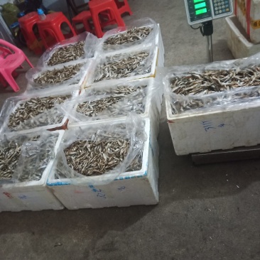 鱼干