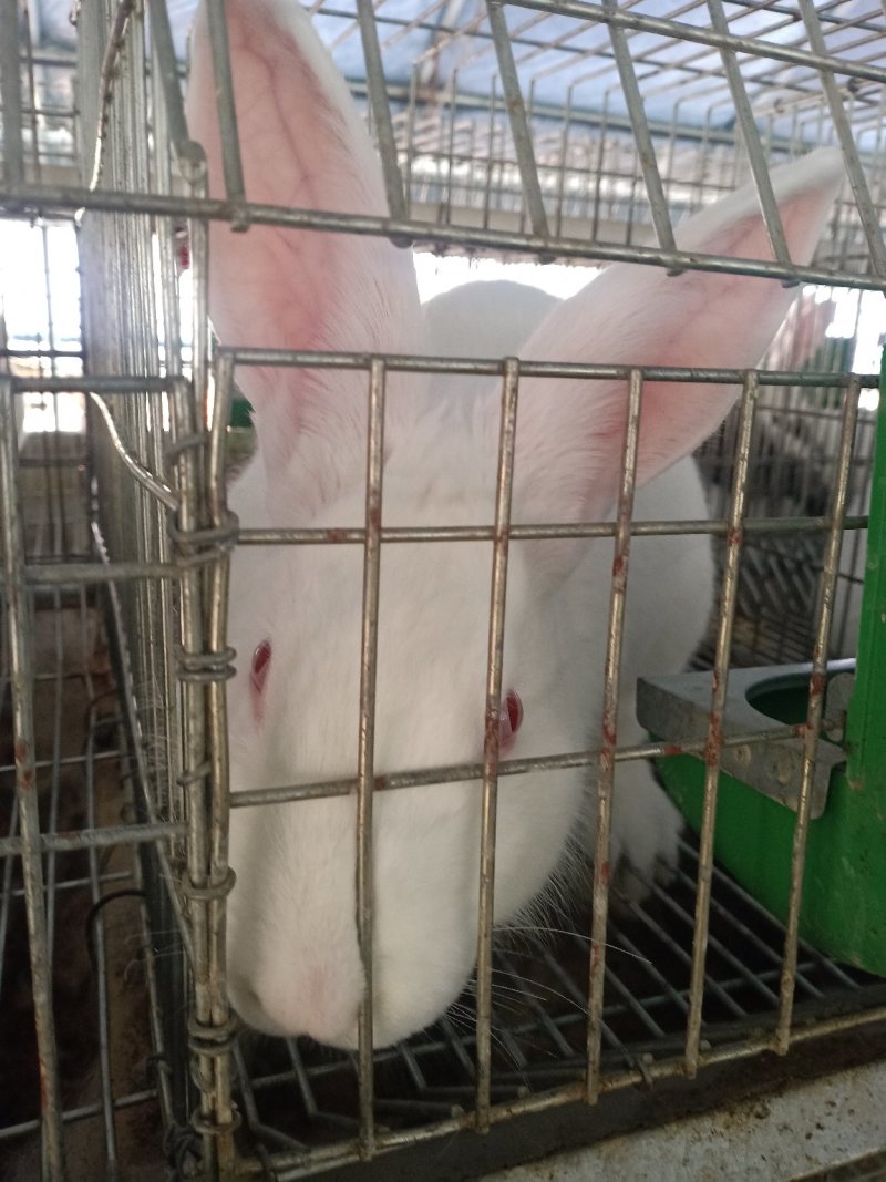 杂交肉兔，比利时，新西兰，伊拉黑