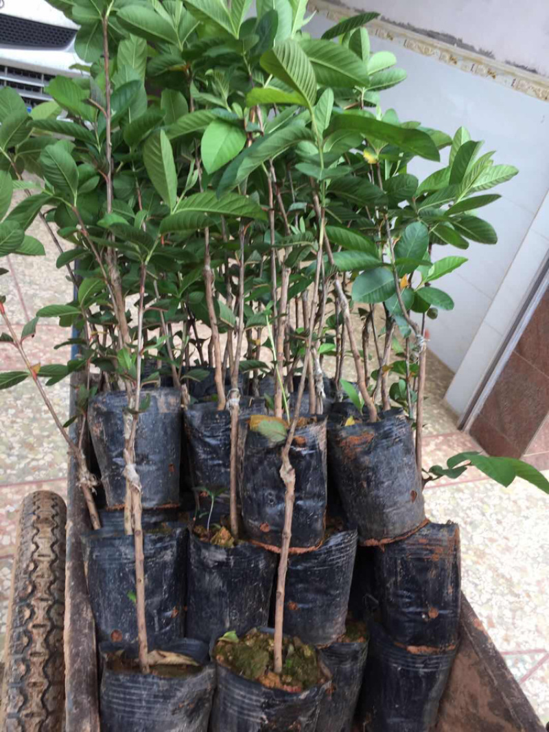 番石榴苗珍珠白肉红心芭乐红宝石番石榴苗杯苗
