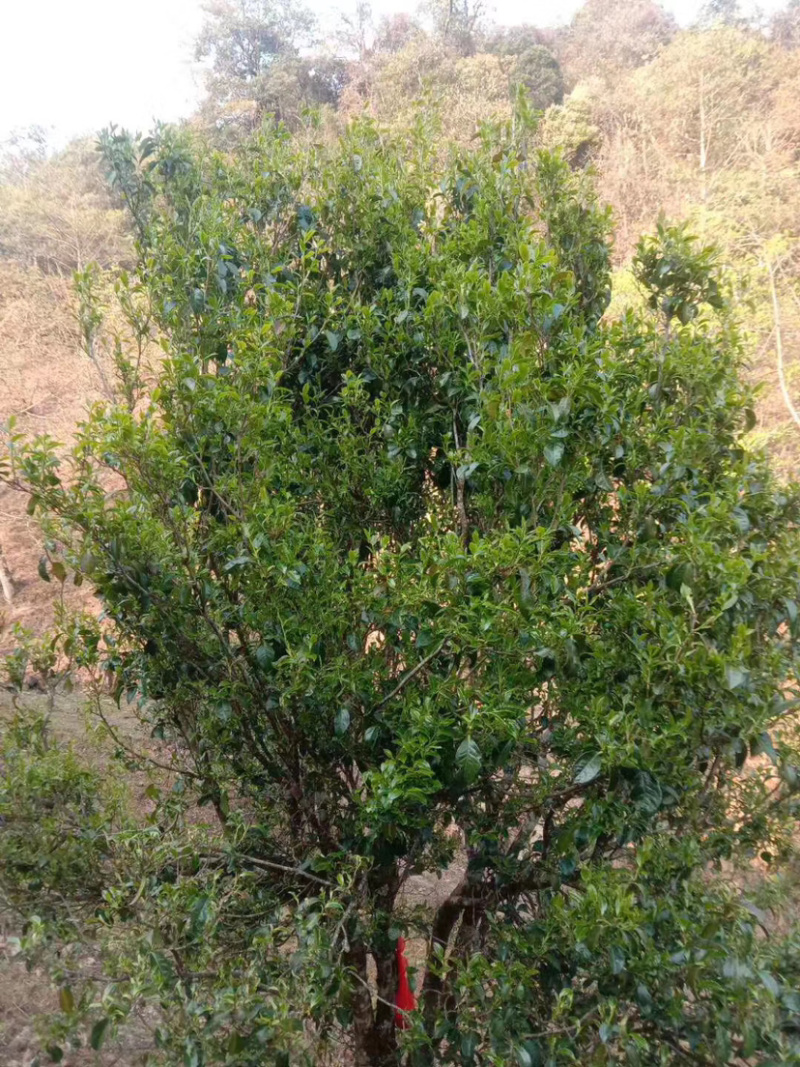 凤庆滇红古树野生红茶茶叶野韵十足全国包邮