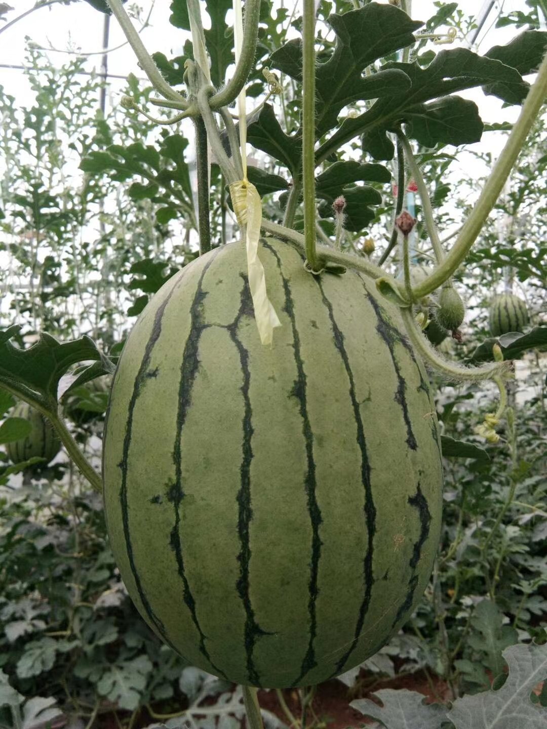 [西瓜批发]陕西渭南蒲城县西瓜 1.90元/斤吊篮西瓜 _ 一亩田
