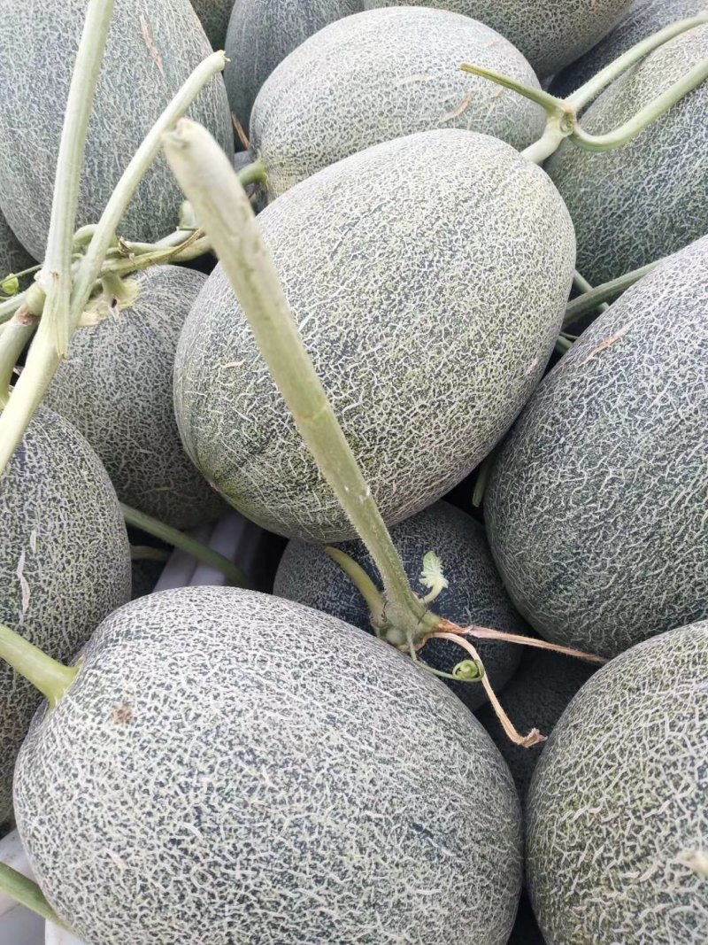 西州蜜精品西州蜜25甜瓜河南安阳滑县万亩甜瓜大量上