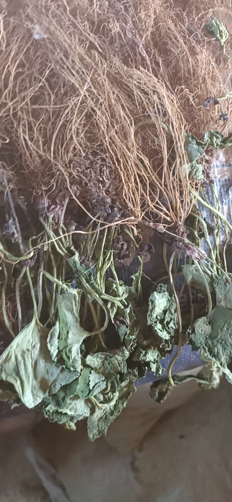 细辛全草出售细辛干货