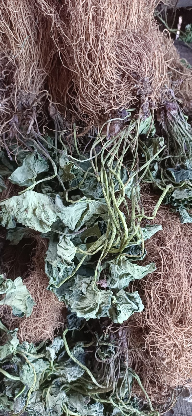 细辛全草出售细辛干货