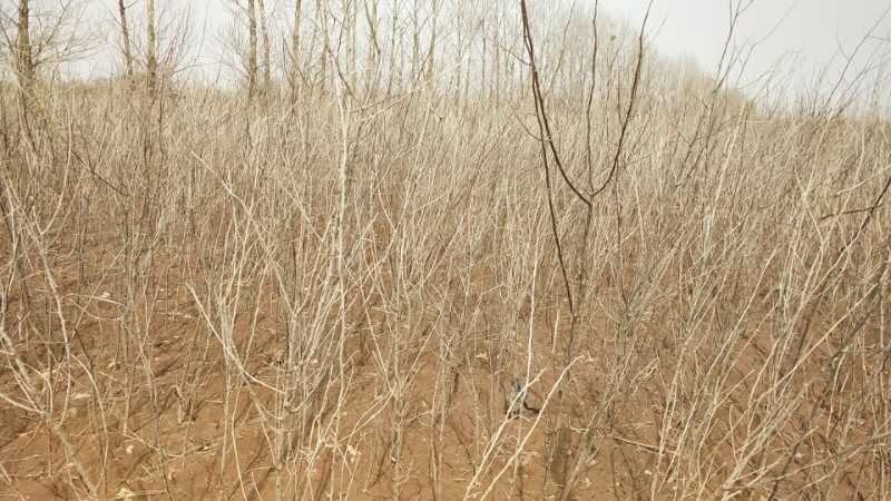 黑枸杞苗1年2年3年精品苗子全国批发产地直发来电订货