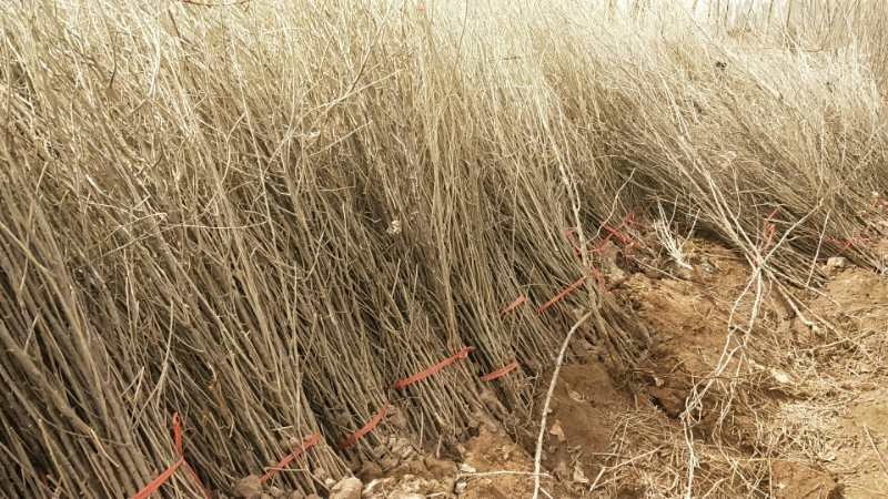 黑枸杞苗1年2年3年精品苗子全国批发产地直发来电订货