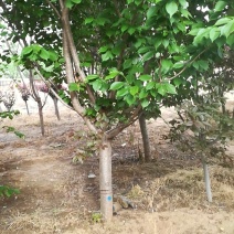 自家种植晚樱，分枝点90，地径8～12