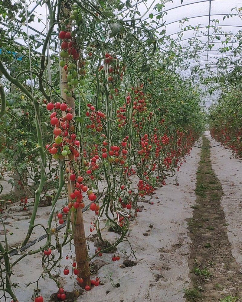 千禧小番茄