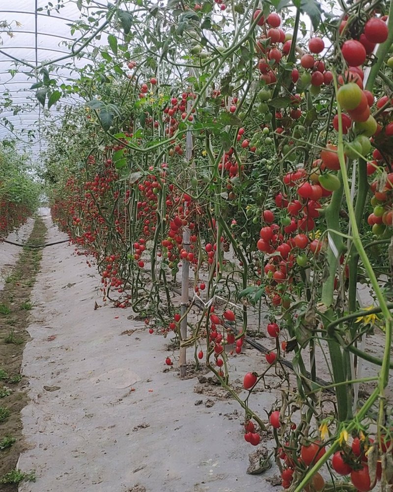 千禧小番茄