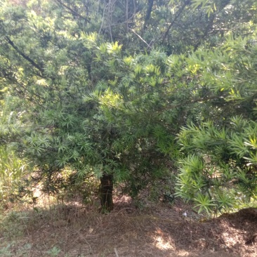 罗汉松（大量优质，占地本地罗汉松供应）