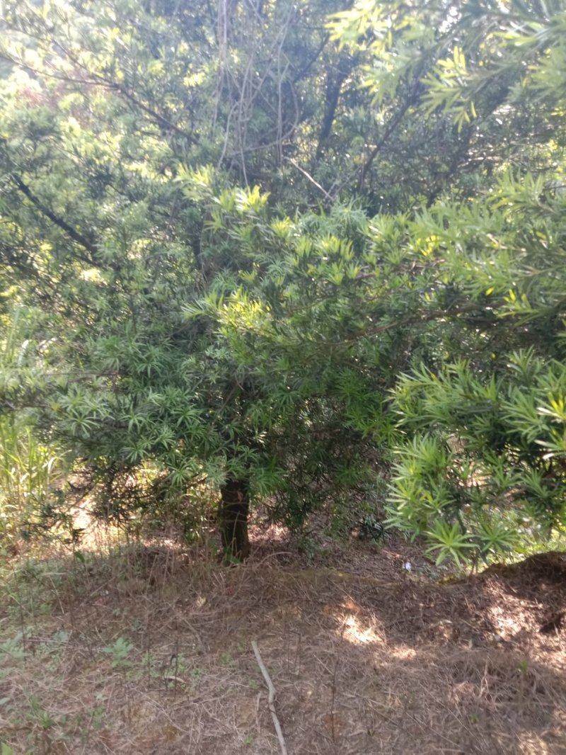罗汉松（大量优质，占地本地罗汉松供应）